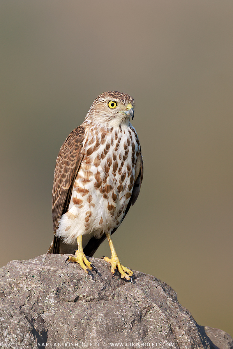 Shikra photographed at Bhigwan, Maharastra