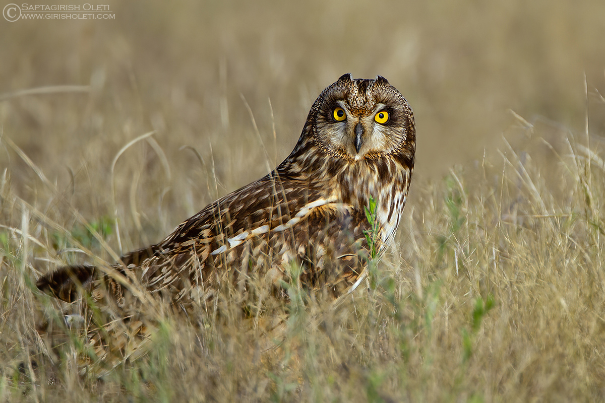 Short-eared Owl photographed at Little Rann of Kutch