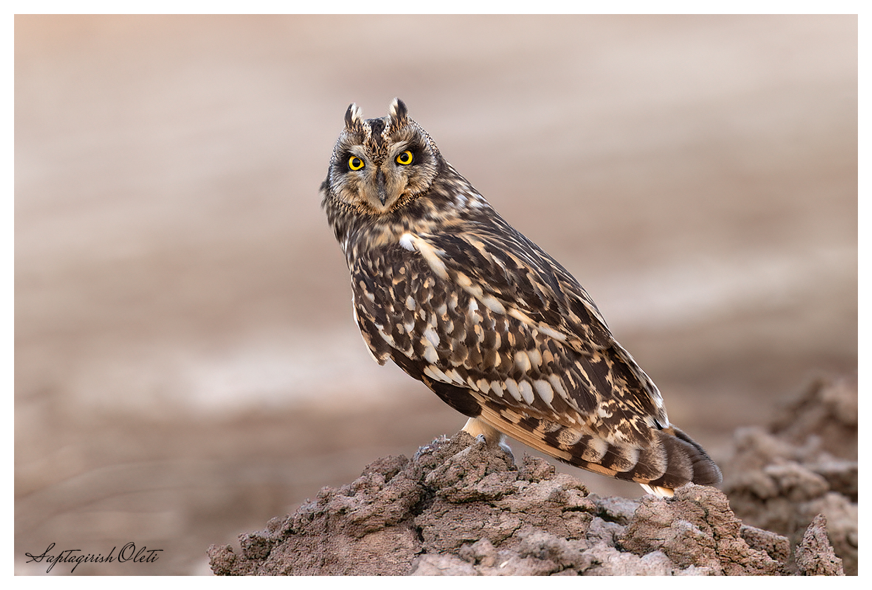 Short-eared Owl photographed at Little Rann of Kutch