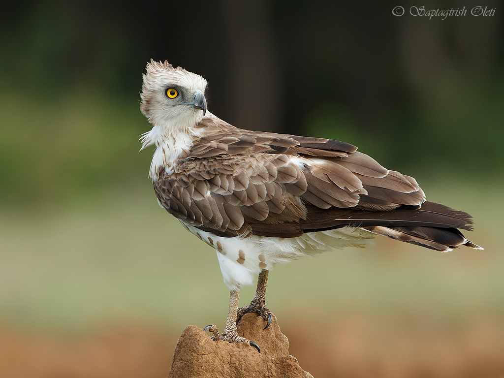 Short-toed Snake-Eagle photographed at Bangalore