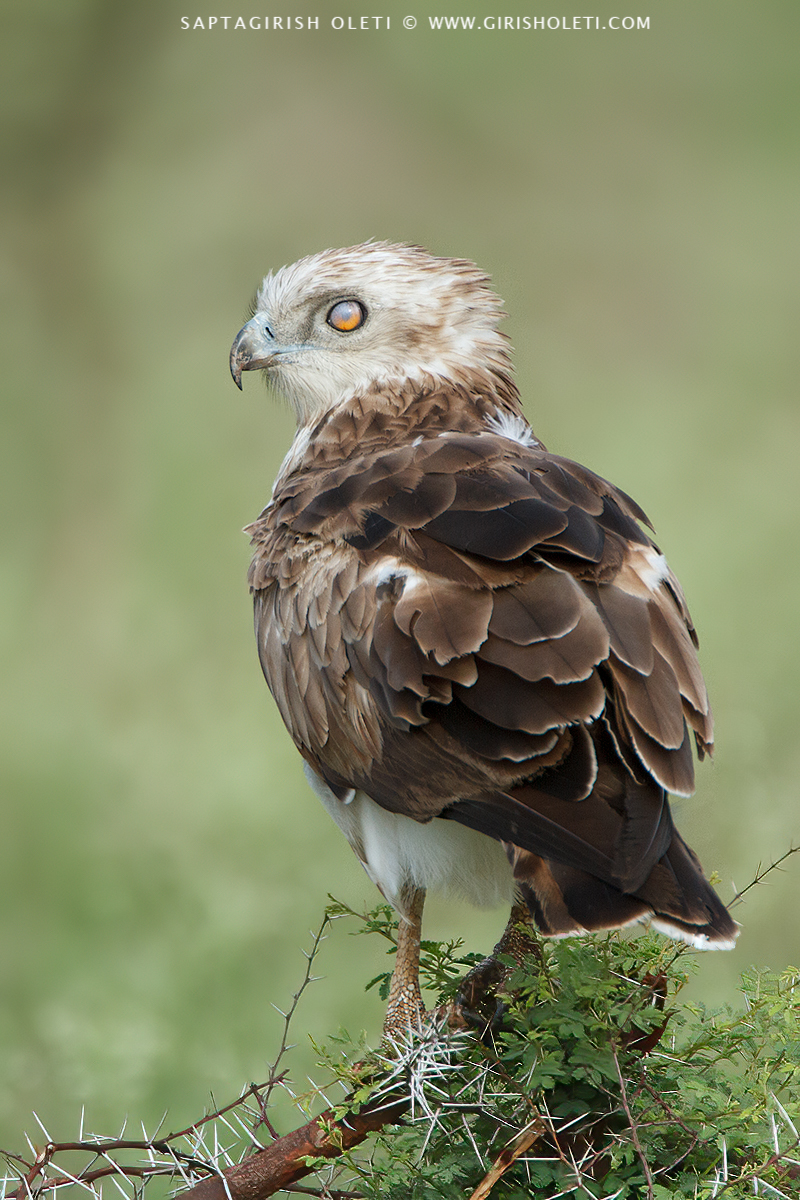 Short-toed Snake-Eagle photographed at Bangalore