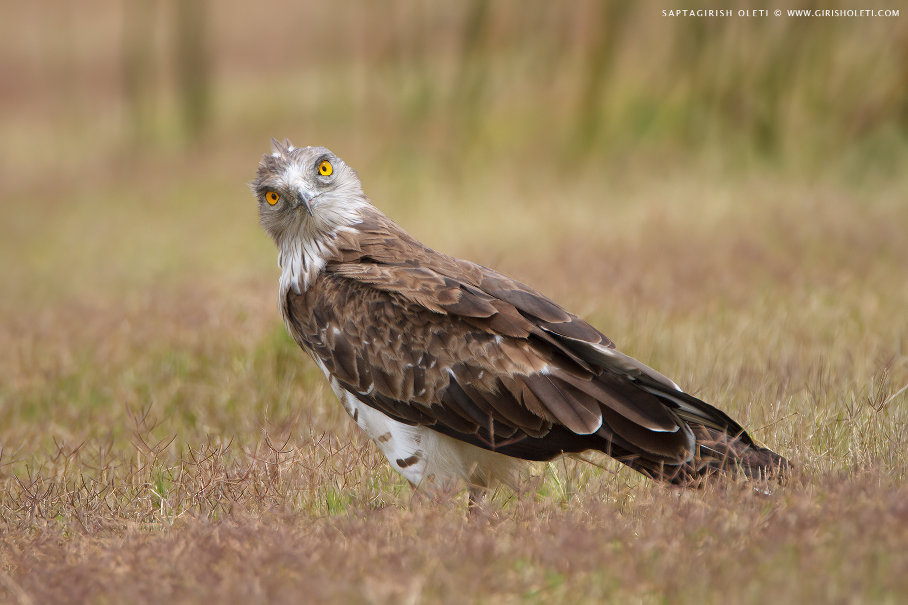 Short-toed Snake-Eagle photographed at Bangalore