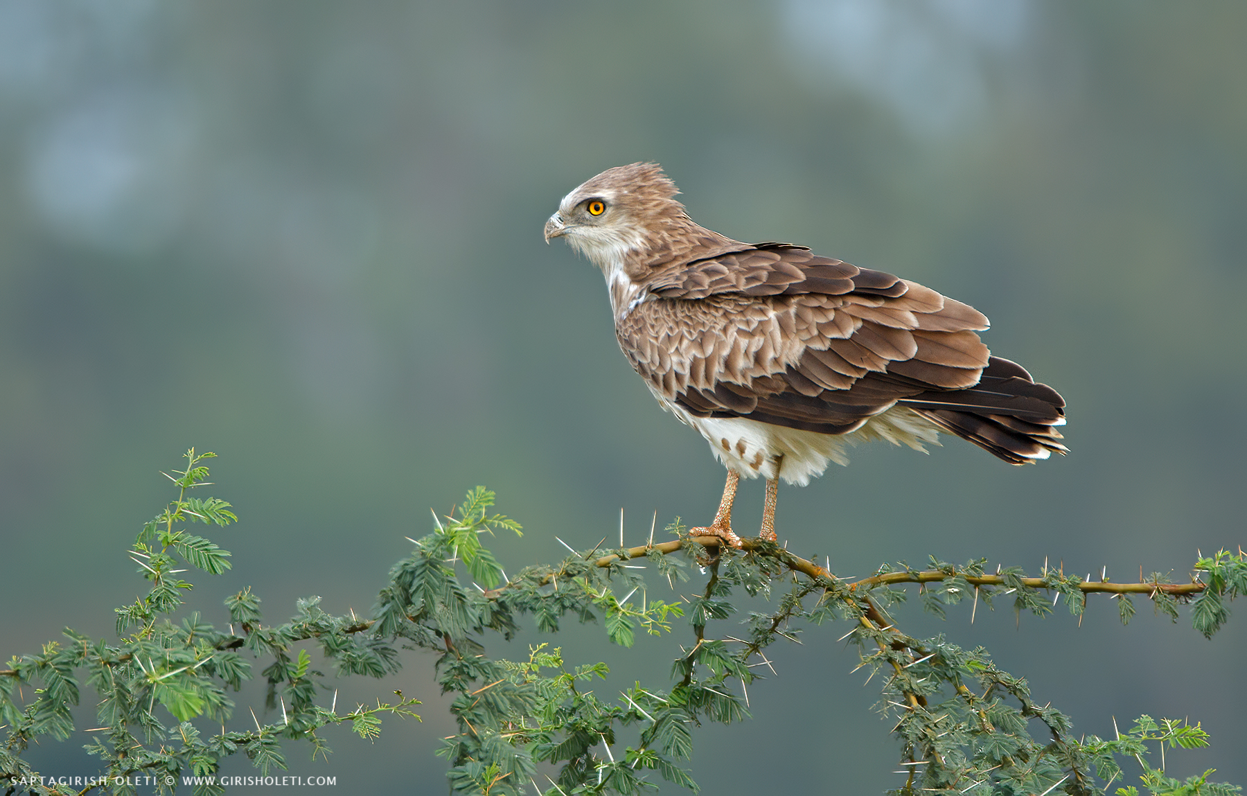 Short-toed Snake-Eagle photographed at Bangalore