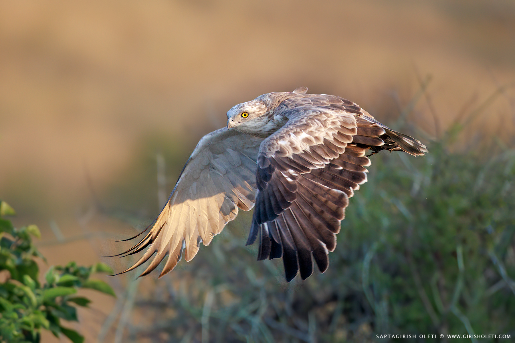 Short-toed Snake-Eagle photographed at Bhigwan