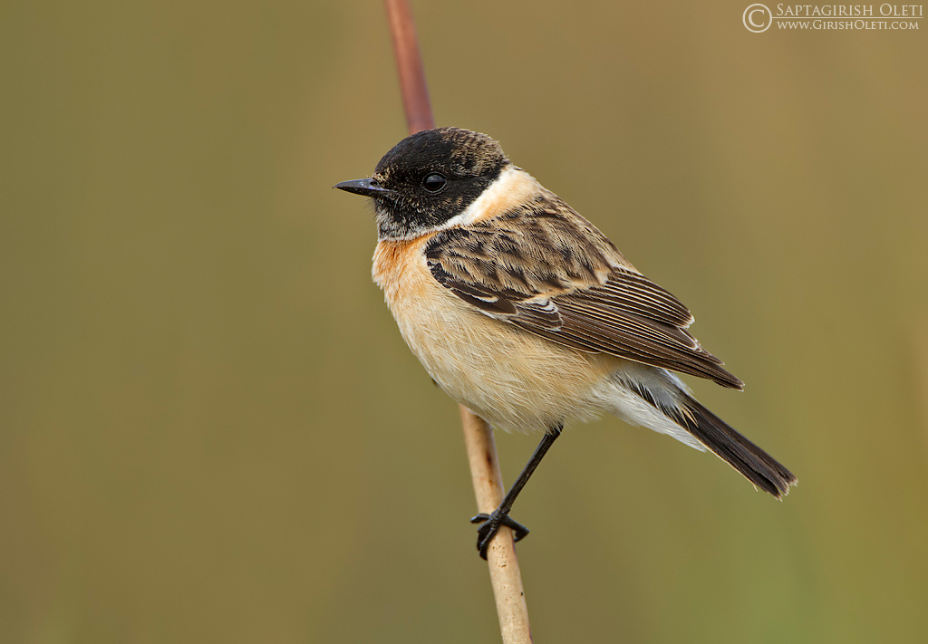 Siberian Stonechat photographed at Bangalore, India