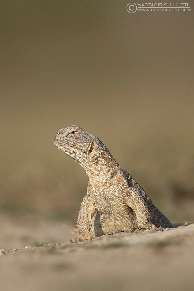 Spiny-tailed Lizard photographed at Taal Chappar, Rajasthan