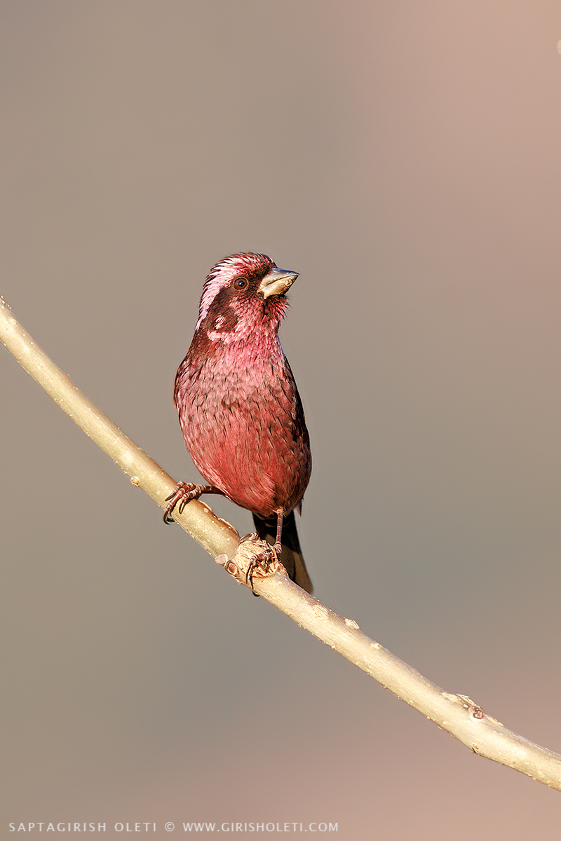 Spot-winged Rosefinch photographed at Munsyari, Uttarakhand