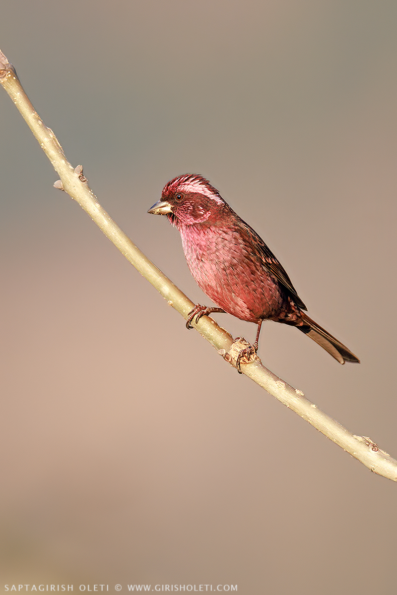 Spot-winged Rosefinch photographed at Munsyari, Uttarakhand