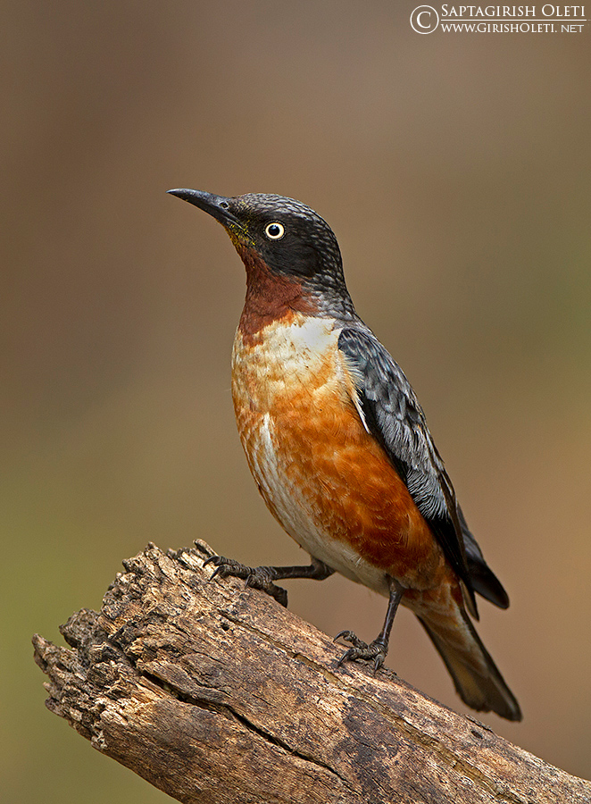 Spot-winged Starling photographed at Sattal