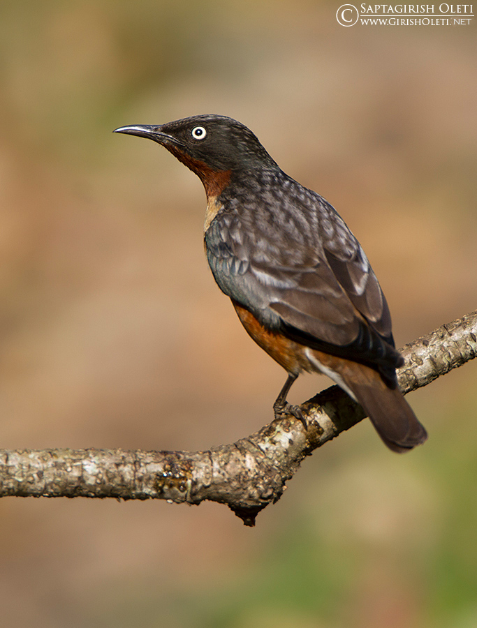 Spot-winged Starling photographed at Sattal