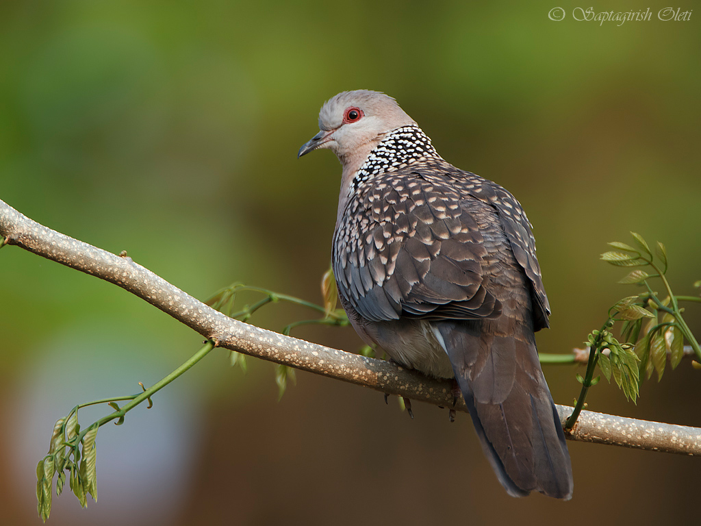 Spotted Dove photographed at Masinagudi, India