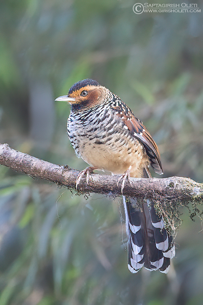 Spotted Laughingthrush photographed at Tiger hills, Darjeeling