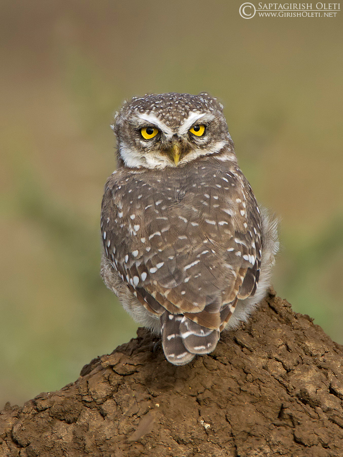 Spotted Owlet photographed at Bangalore
