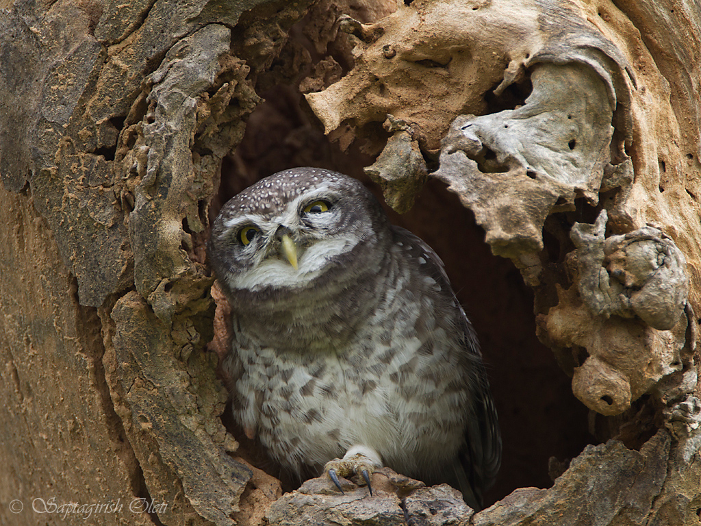 Spotted Owlet photographed at Bangalore, India