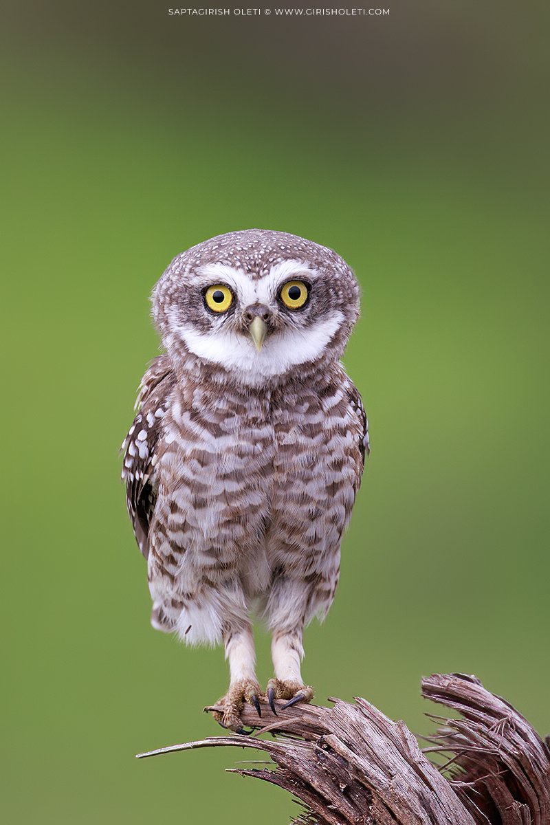 Spotted Owlet photographed at Bhigwan