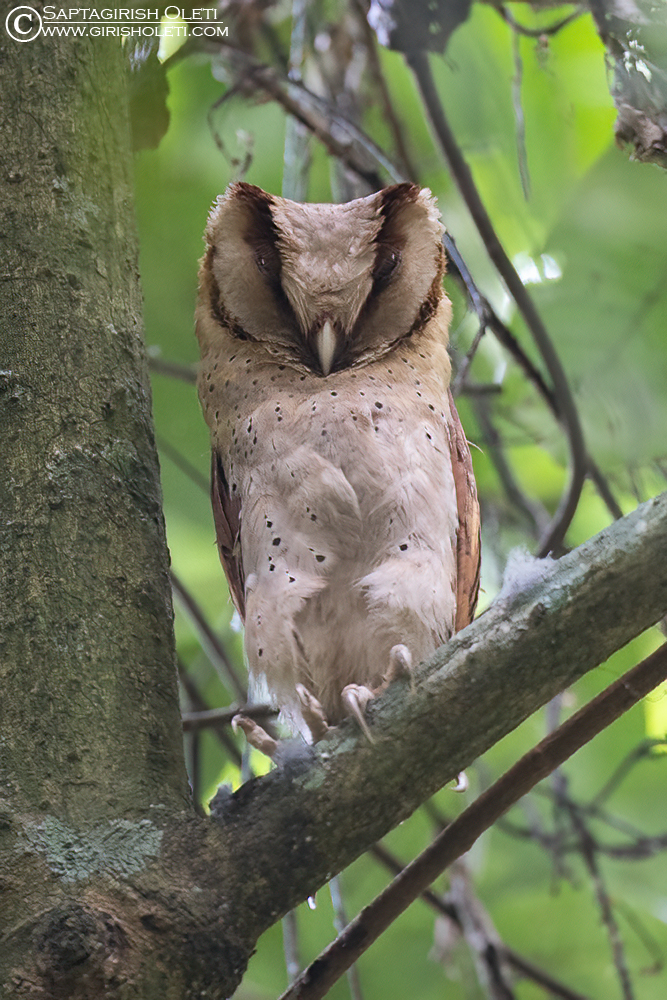 Sri Lanka Bay-Owl photographed at Thattekad, Kerala
