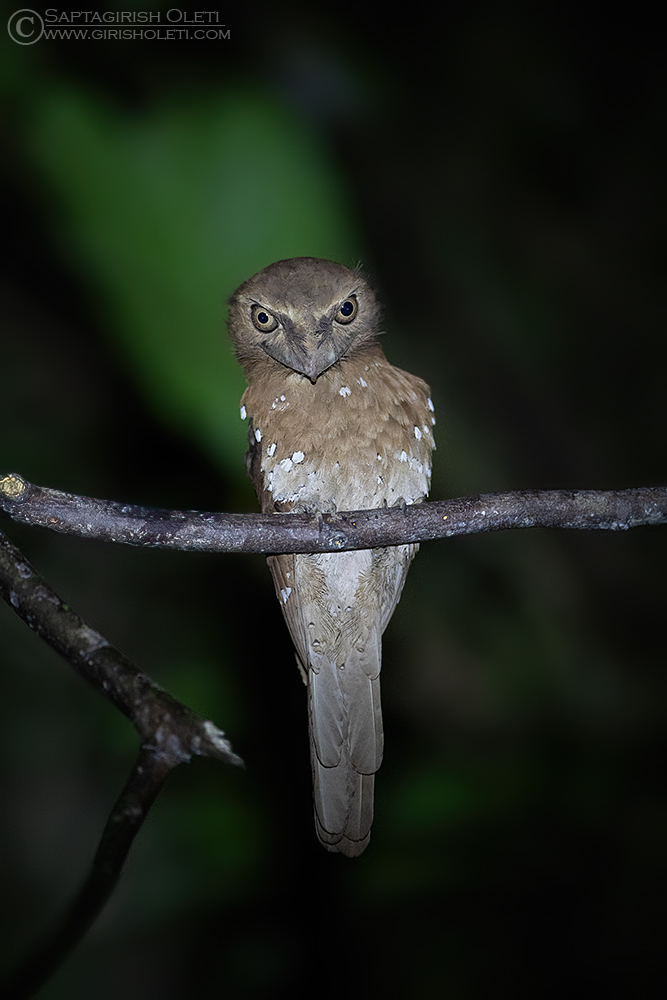 Sri Lanka Frogmouth photographed at Thattekad, Kerala