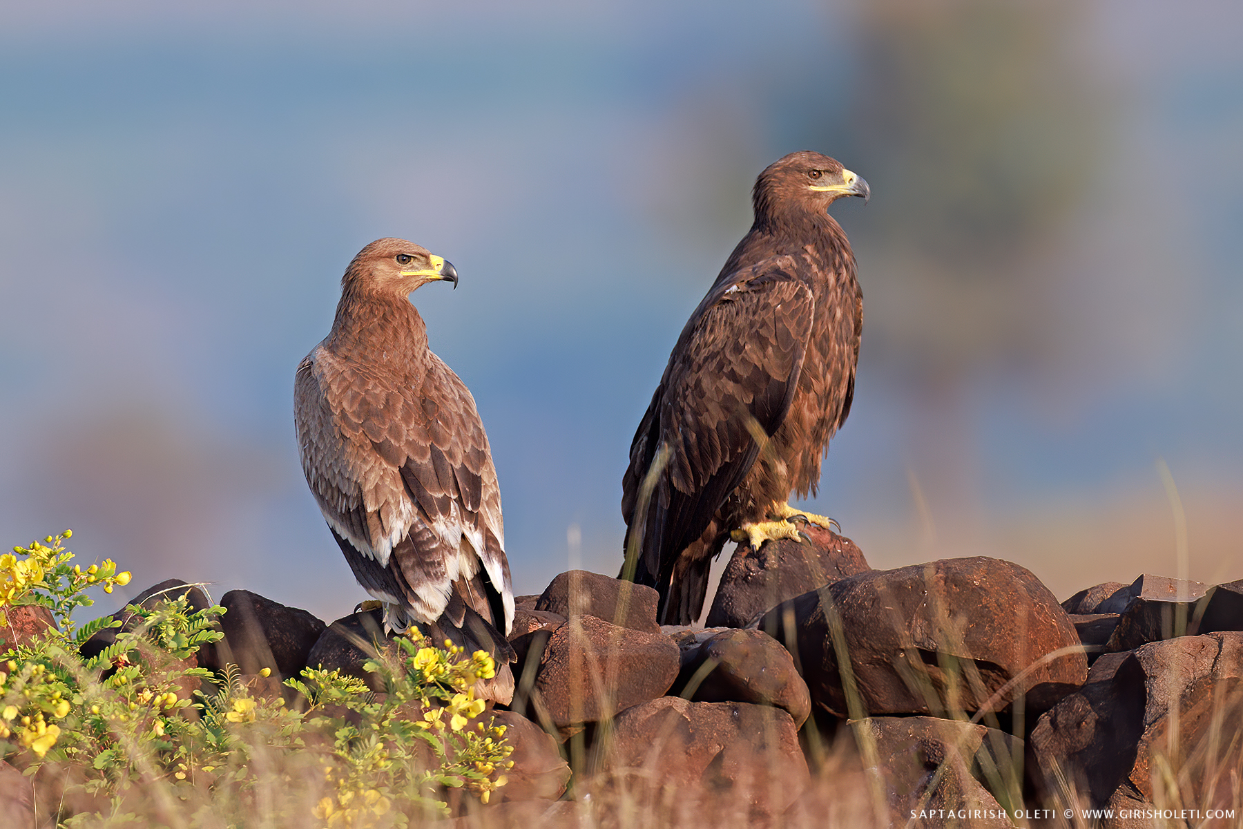 Steppe Eagle photographed at Bhigwan, Maharastra