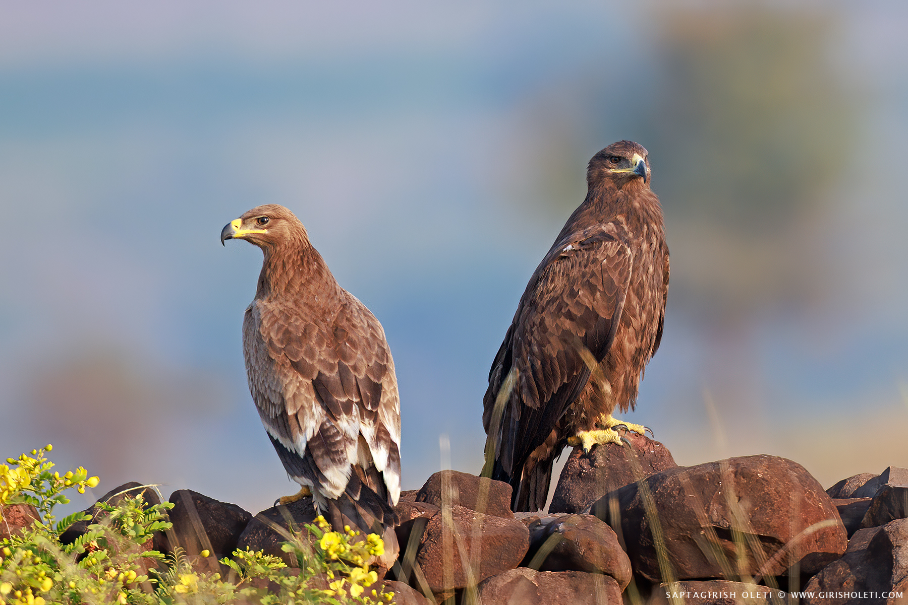 Steppe Eagle photographed at Bhigwan, Maharastra