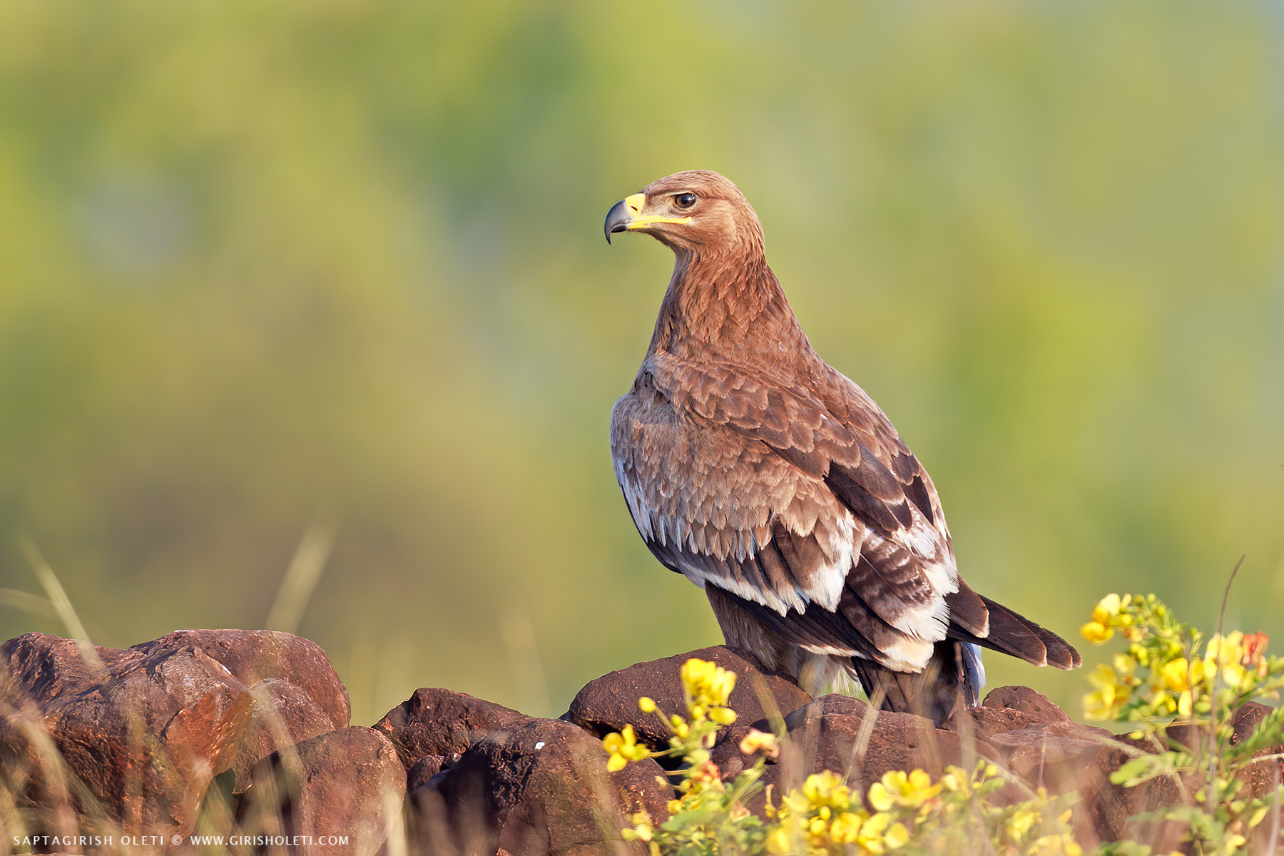 Steppe Eagle photographed at Bhigwan, Maharastra
