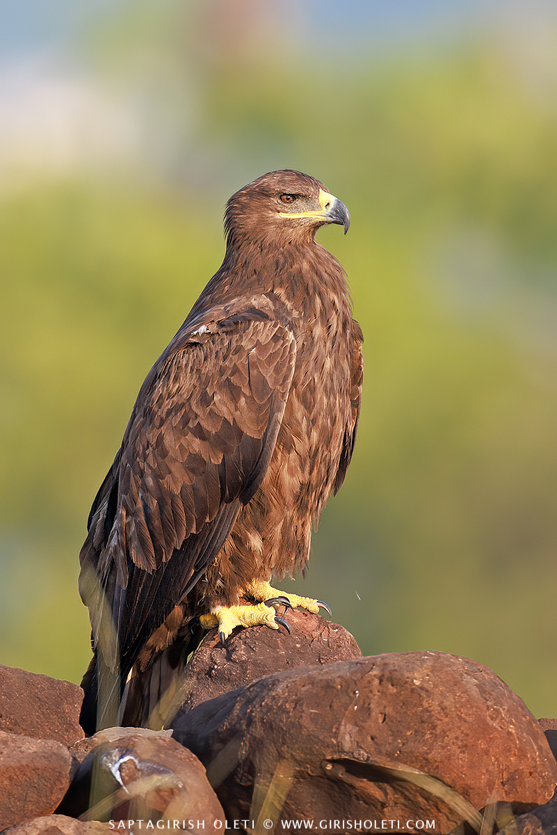 Steppe Eagle photographed at Bhigwan, Maharastra