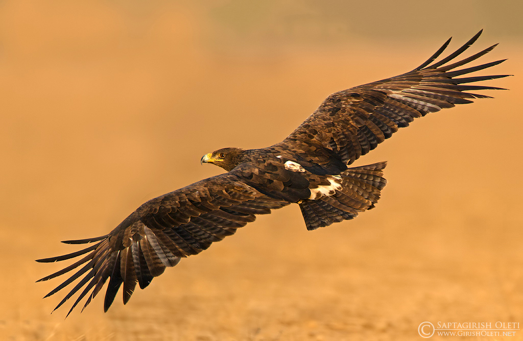 Steppe Eagle photographed at Littel Runn of Kutch