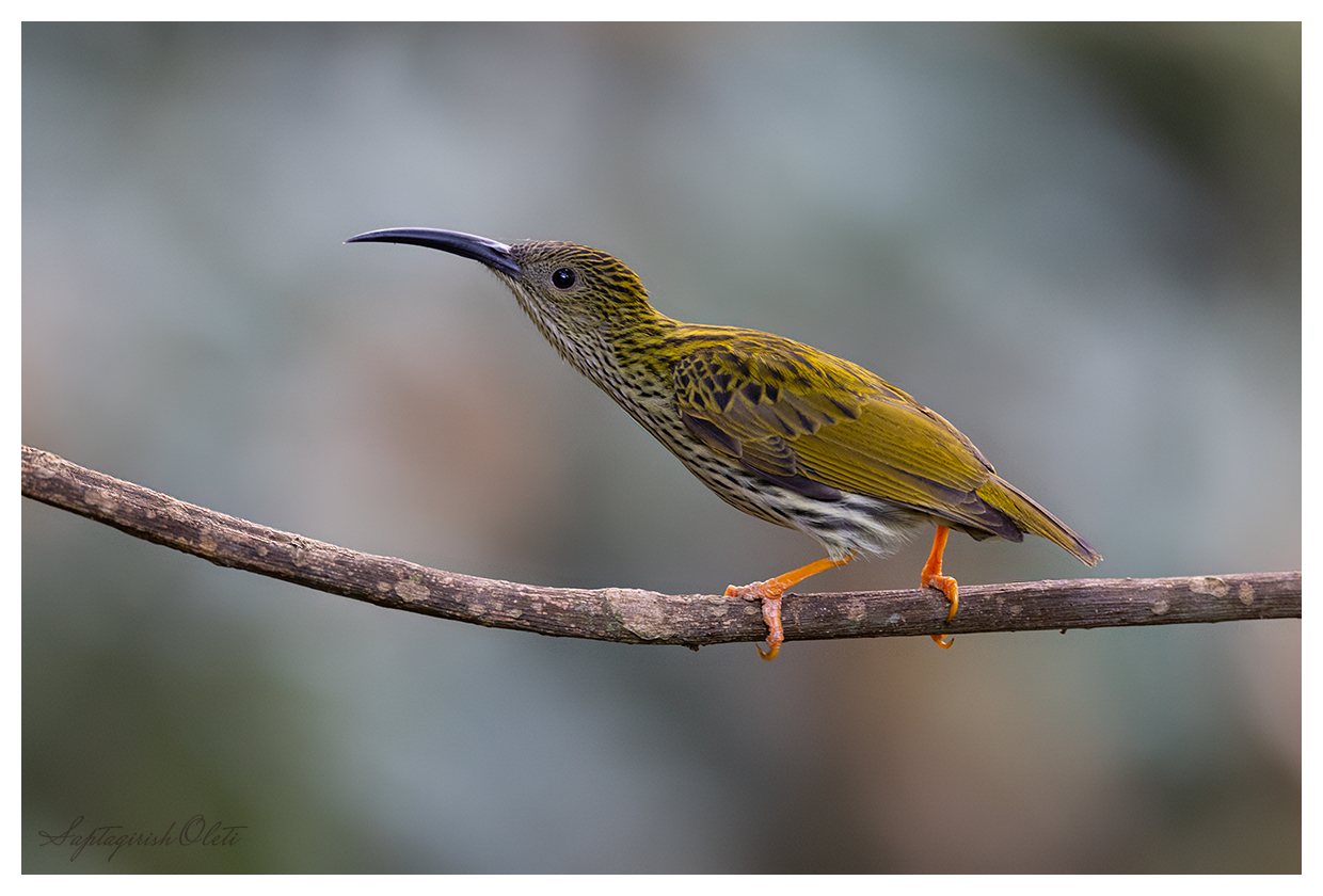 Streaked Spiderhunter photographed at Latpanchar