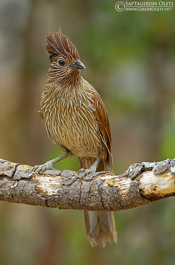 Striated Laughingthrush photographed at Sattal