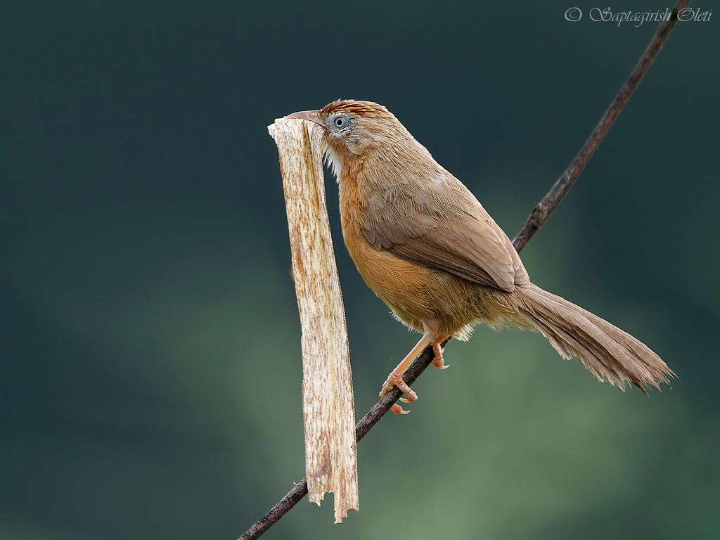Tawny-bellied Babbler