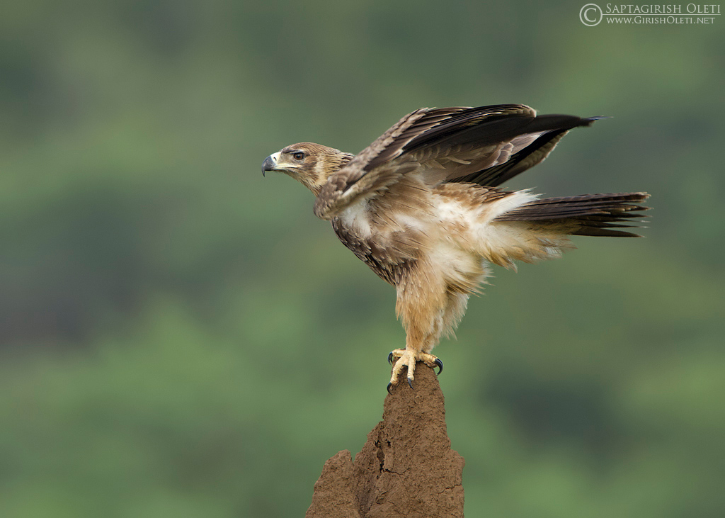 Tawny Eagle photographed at Bangalore