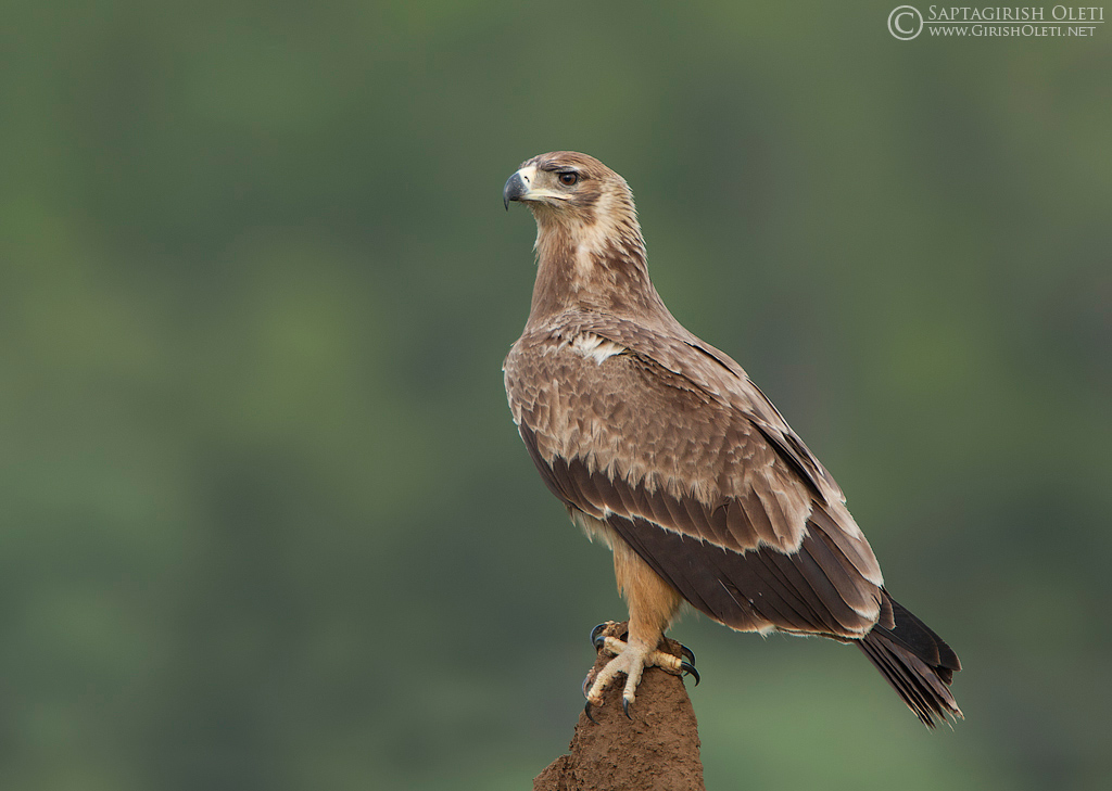 Tawny Eagle photographed at Bangalore
