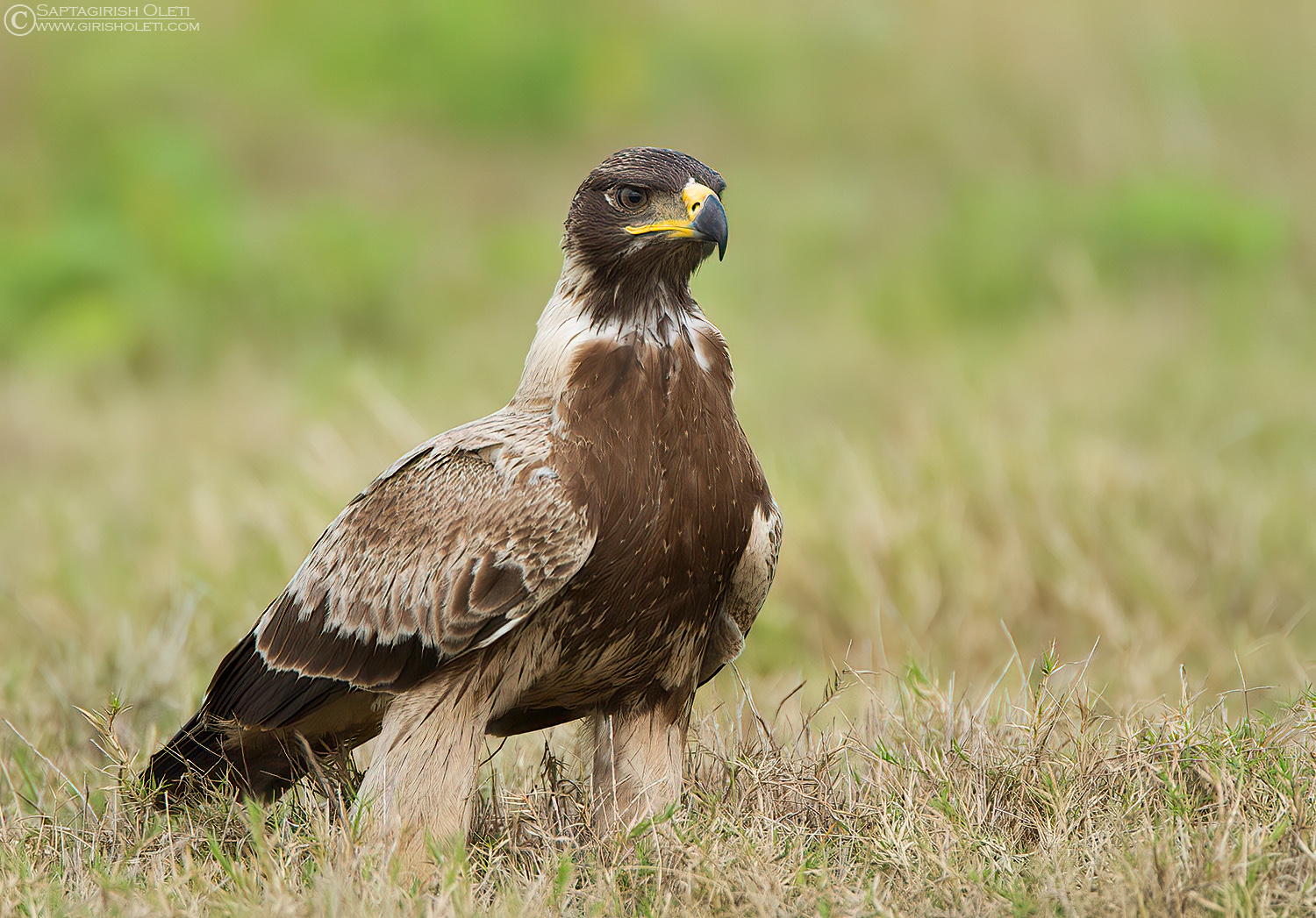 Tawny Eagle photographed at Bangalore, India