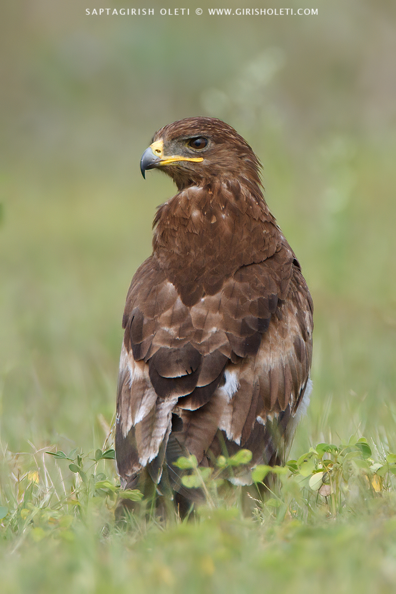 Tawny Eagle photographed at Bangalore, India