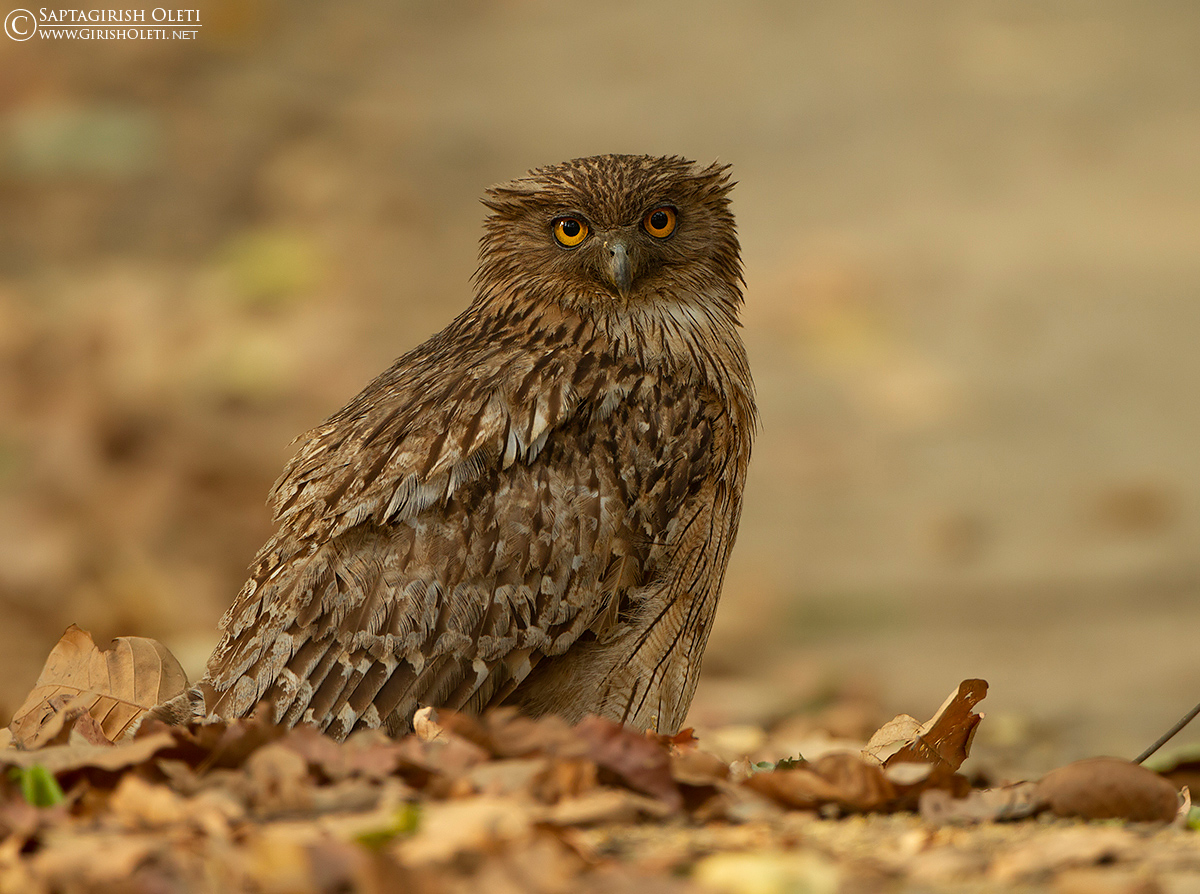 Tawny Owl photographed at Corbett, India