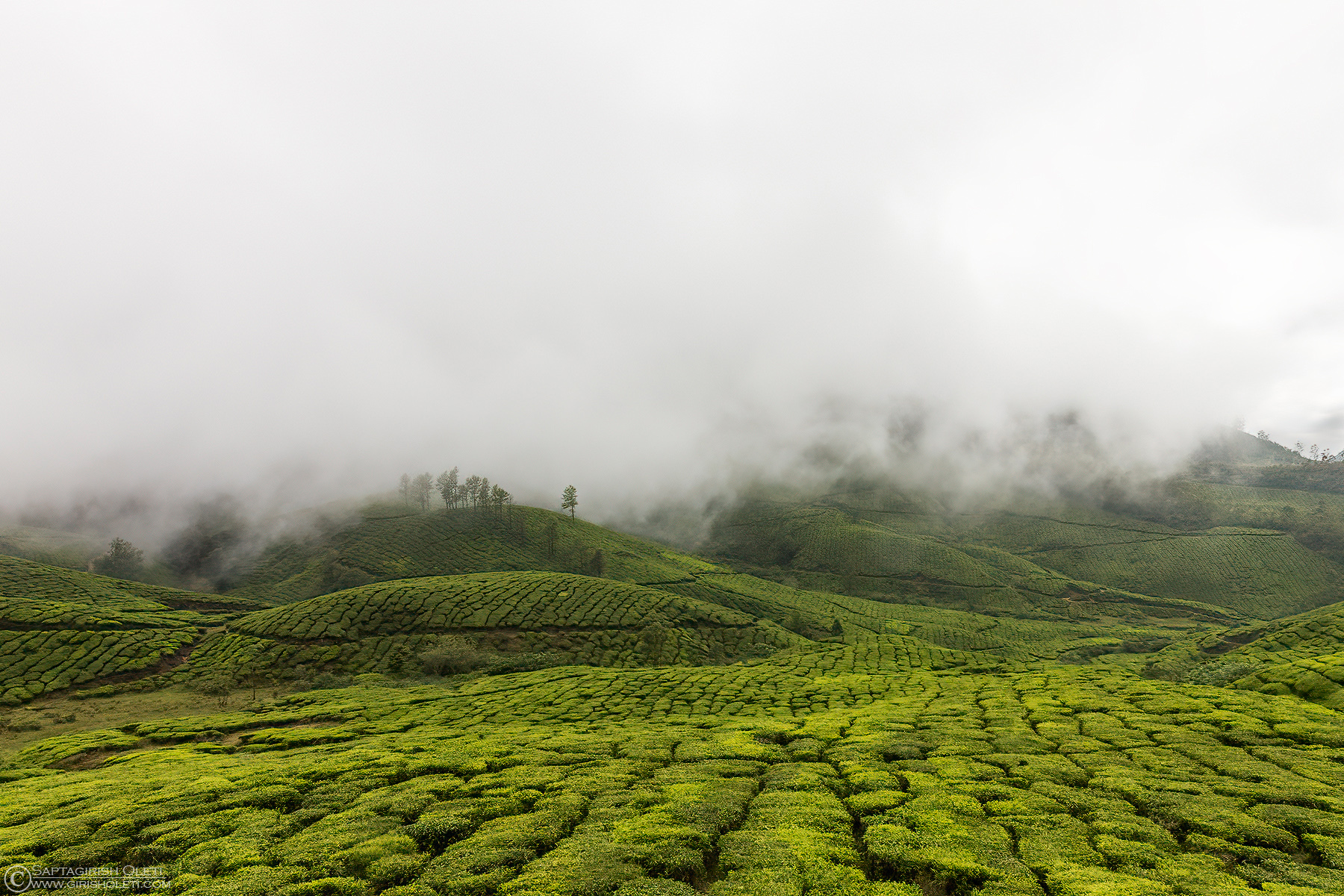 Tea estate photographed at Munnar, Kerala
