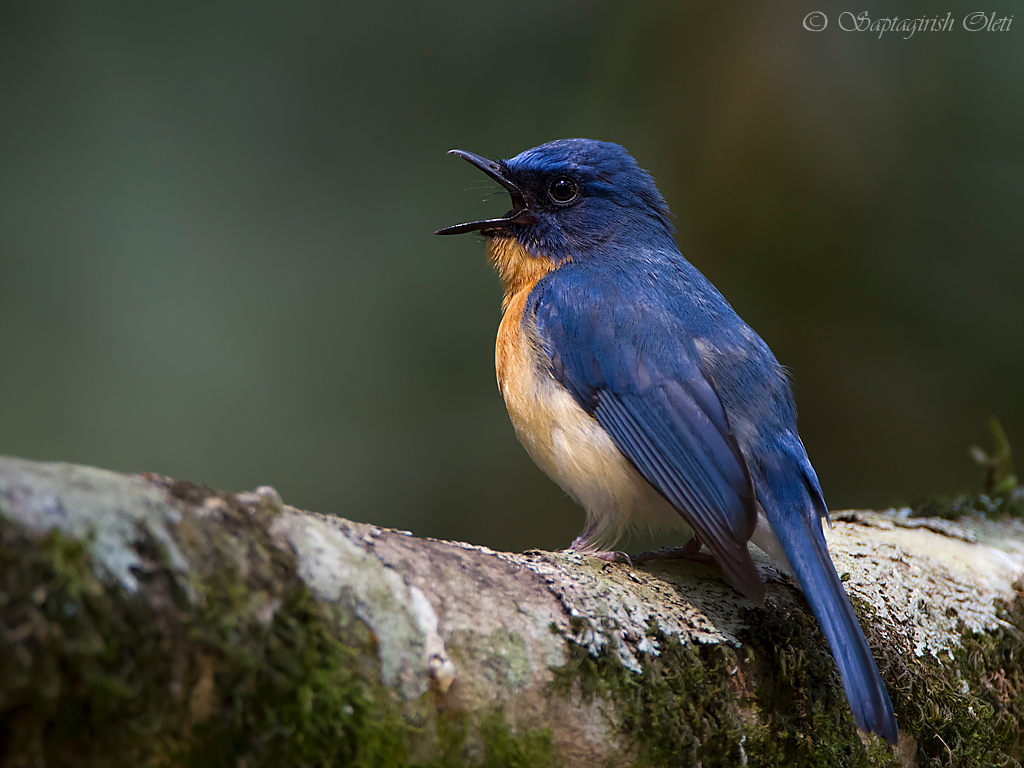Tickell's Blue Flycatcher photographed at Bangalore