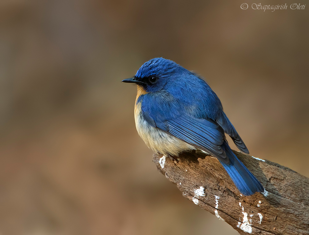 Tickell's Blue Flycatcher photographed at Bangalore