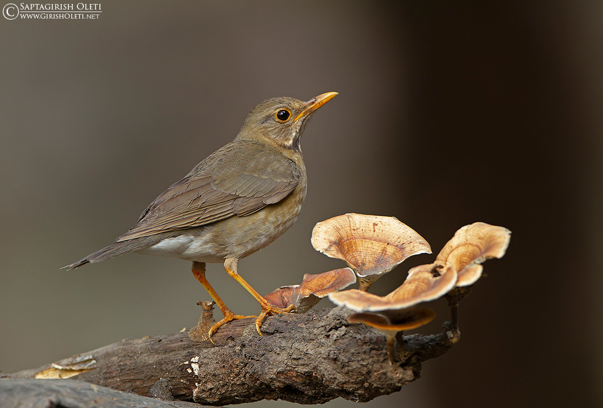 Tickell's Thrush photographed at Sattal
