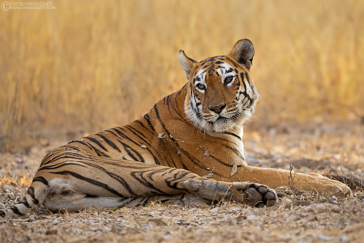 Tiger photographed at Tadoba, India