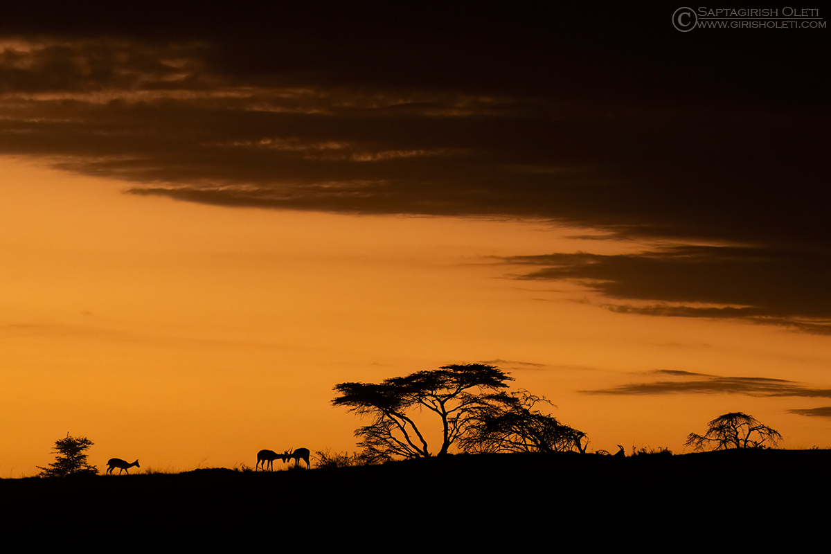 Topi photographed at Masai Mara, Kenya