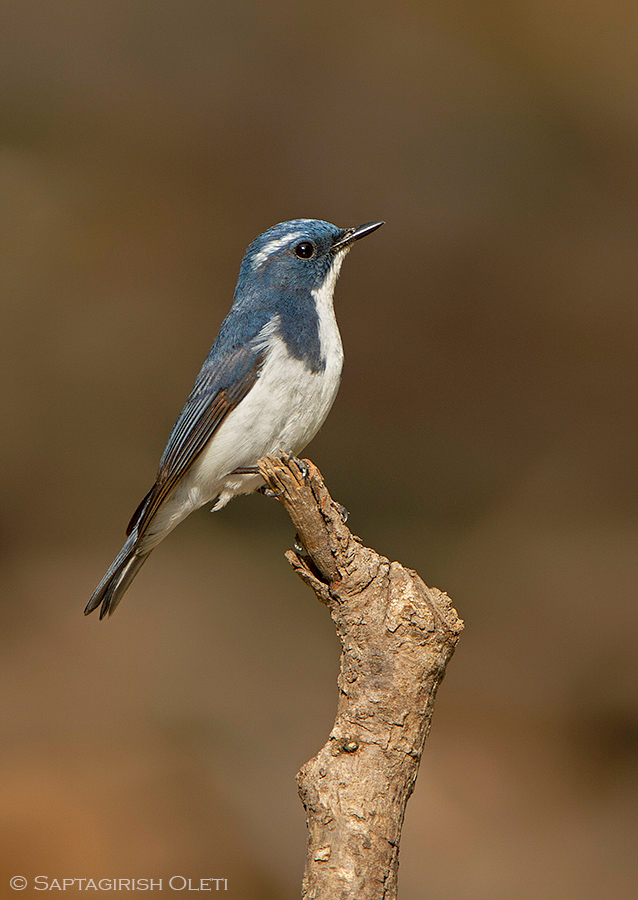Ultramarine Flycatcher photographed at Sattal, India