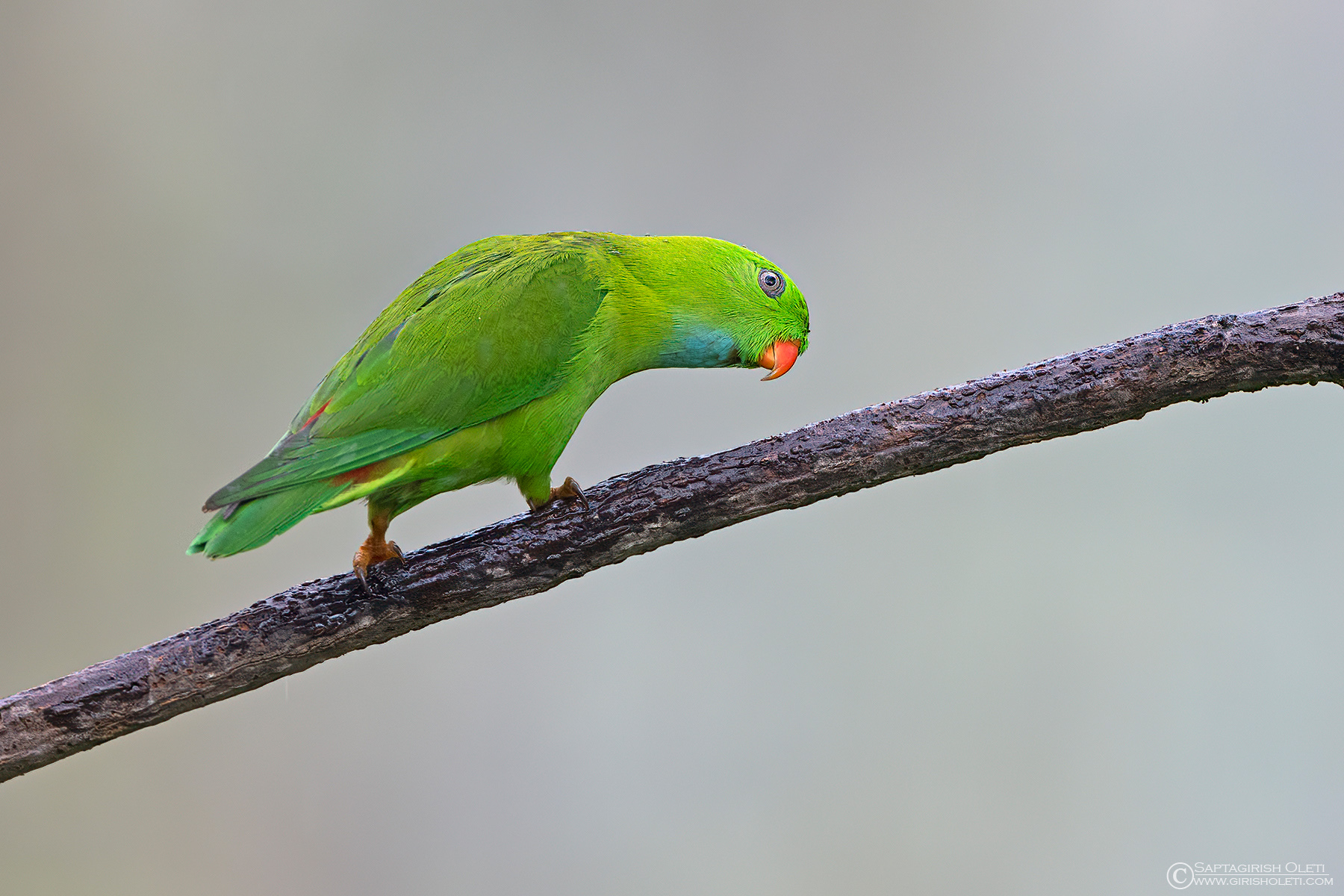 Vernal Hanging-parrot
