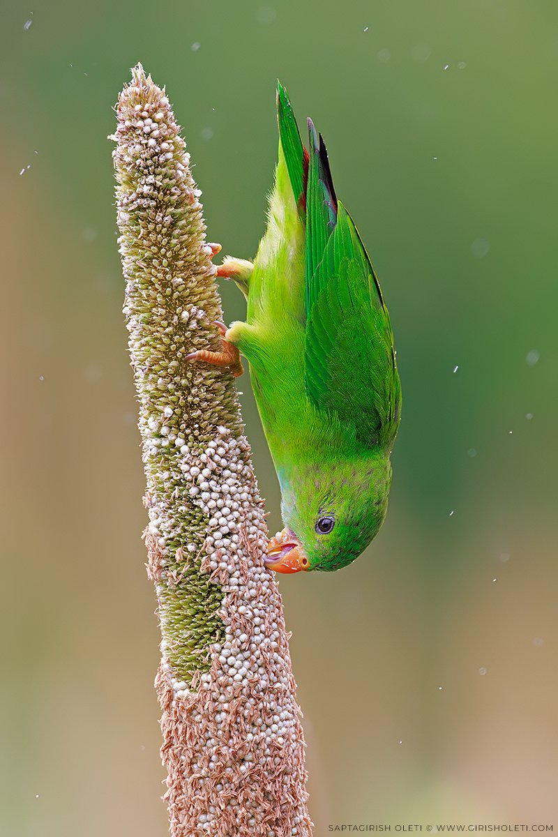 Vernal Hanging-parrot photographed at Saswad