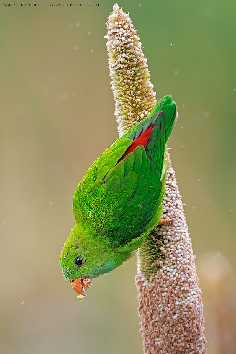 Vernal Hanging-parrot