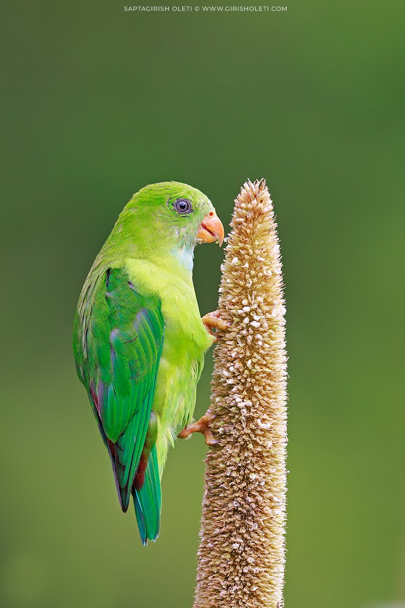 Vernal Hanging-parrot