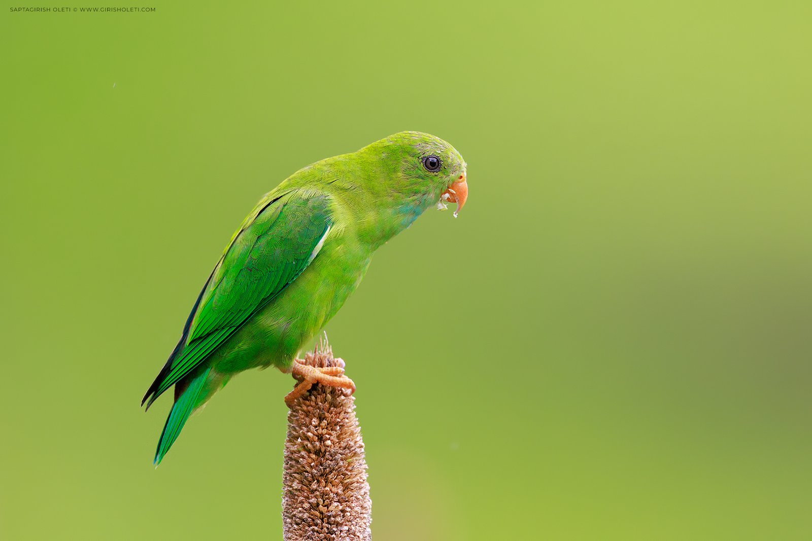 Vernal Hanging-parrot