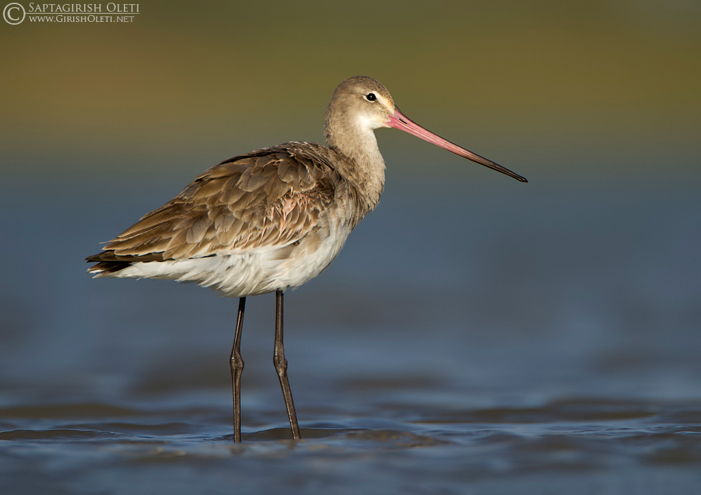 Western Black-tailed Godwit photographed at Little Rann of Kutch