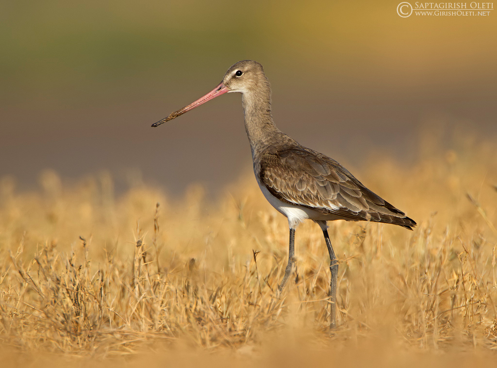 Western Black-tailed Godwit photographed at Little Rann of Kutch