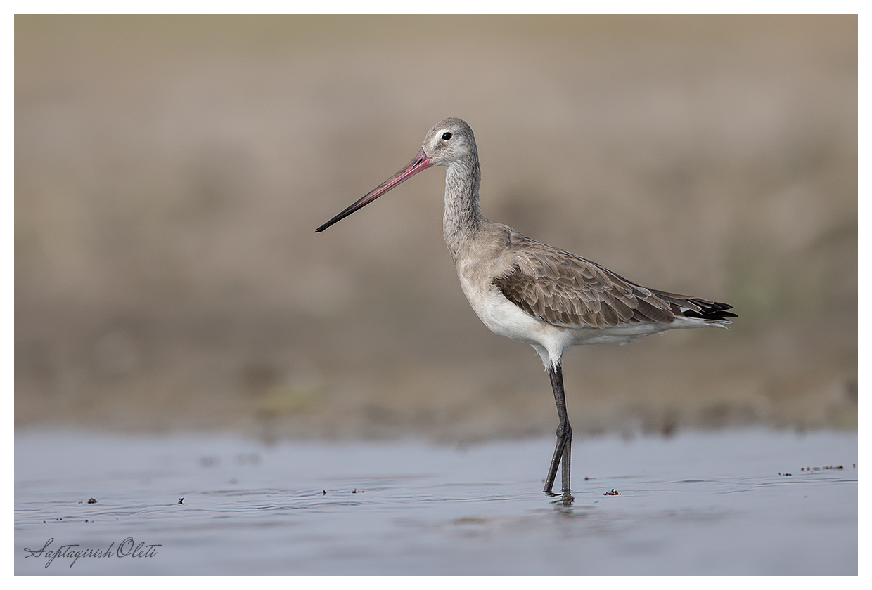 Western Black-tailed Godwit photographed at Nalsarovar