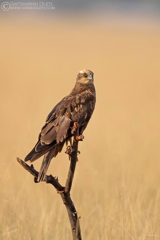 Western Marsh Harrier photographed at Taal Chappar, Rajasthan